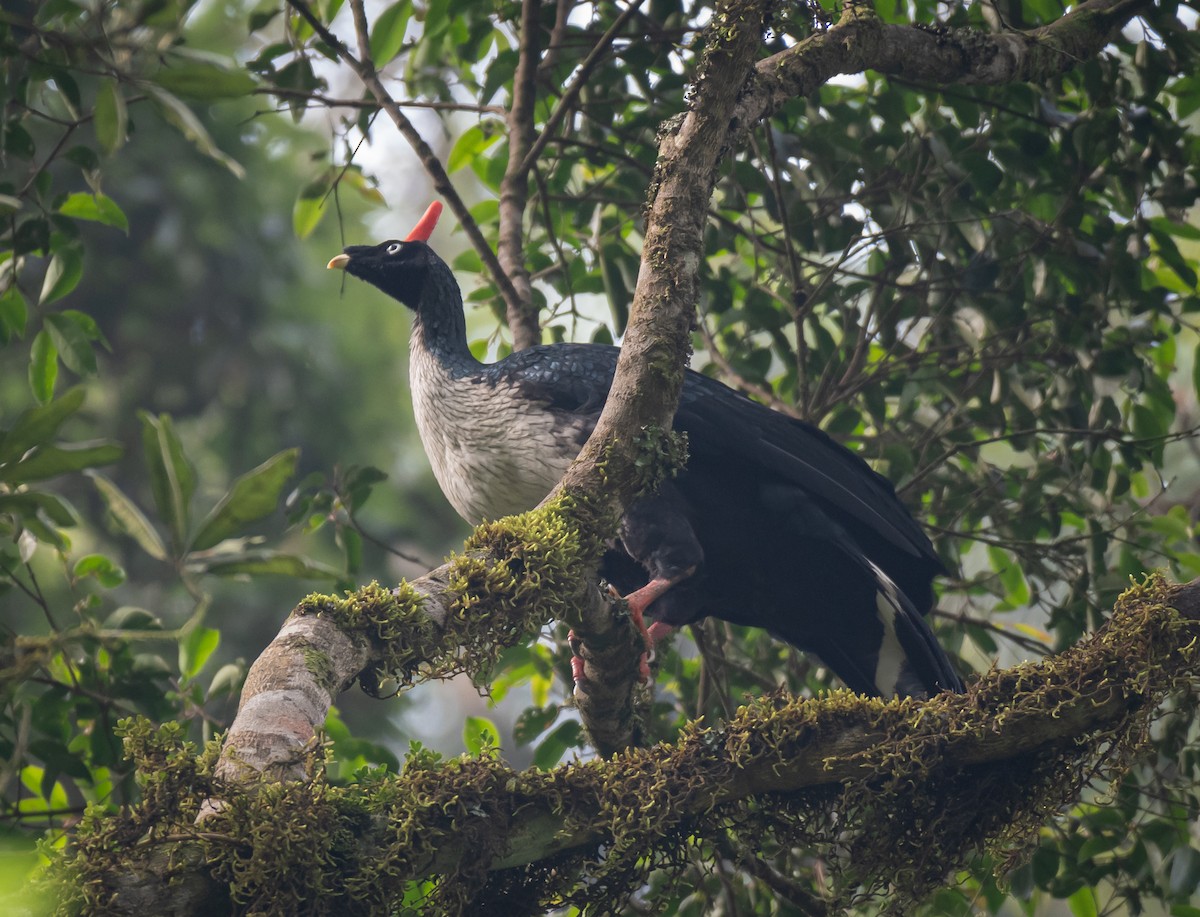 Horned Guan - ML620139913