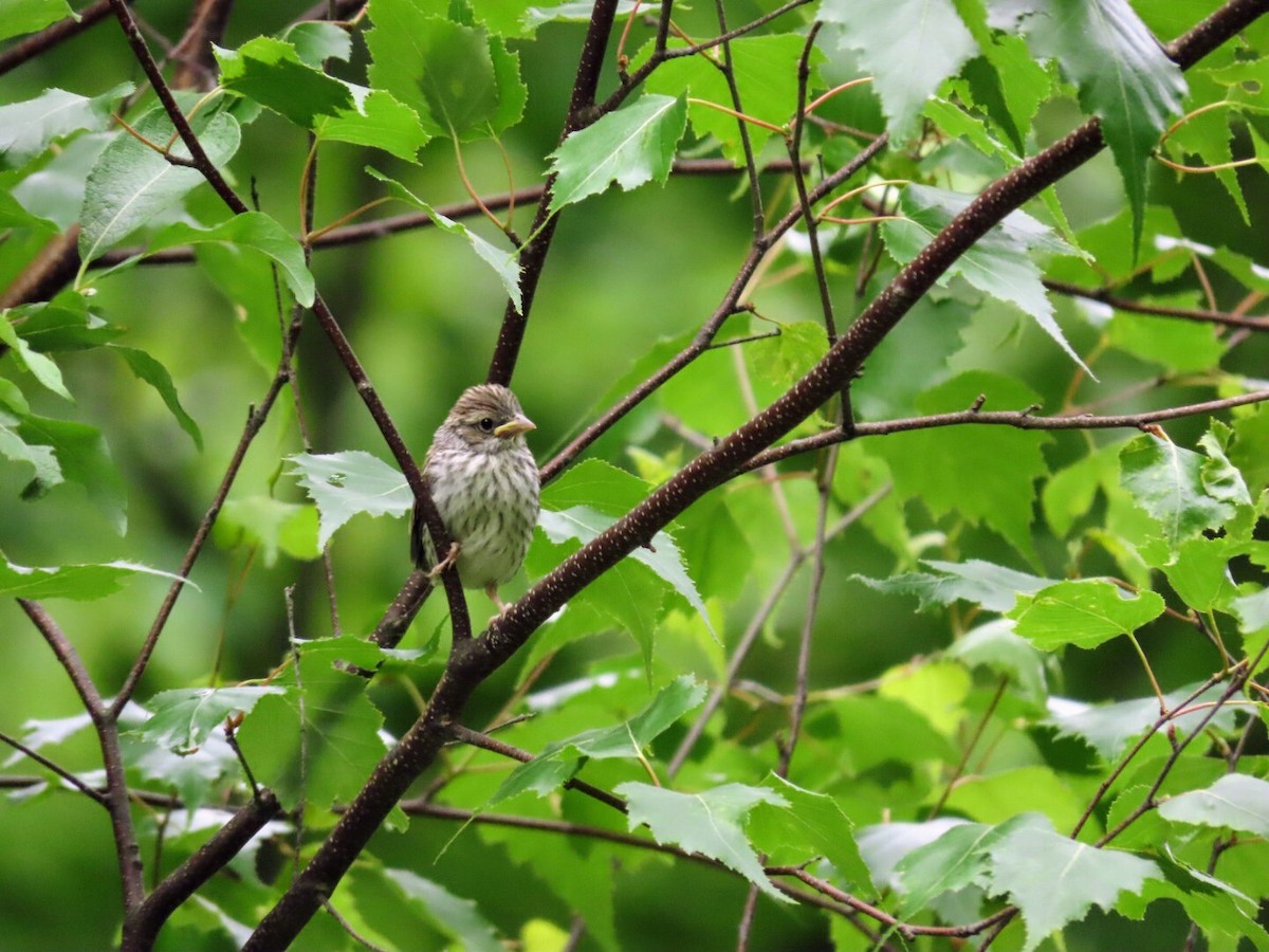 Chipping Sparrow - ML620139918