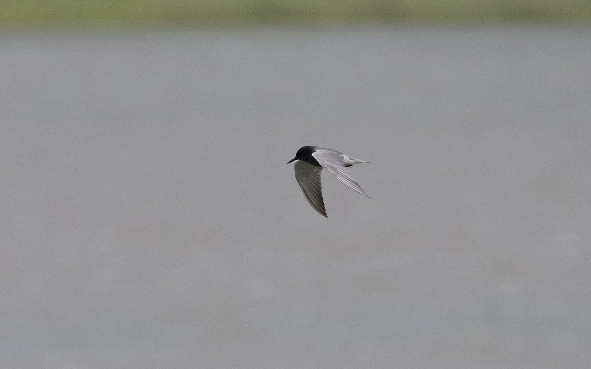 Black Tern - ML620139922