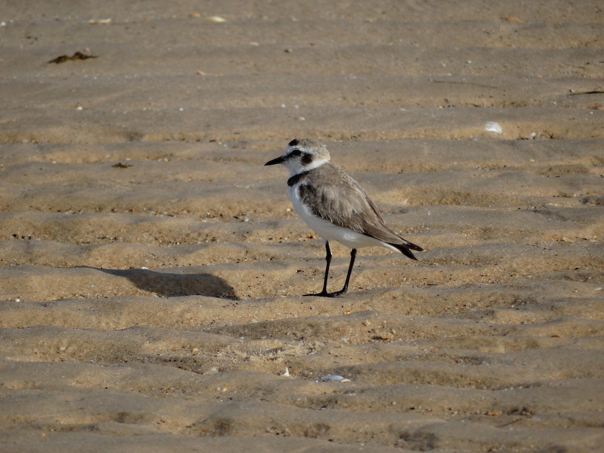 Kentish Plover - ML620139930