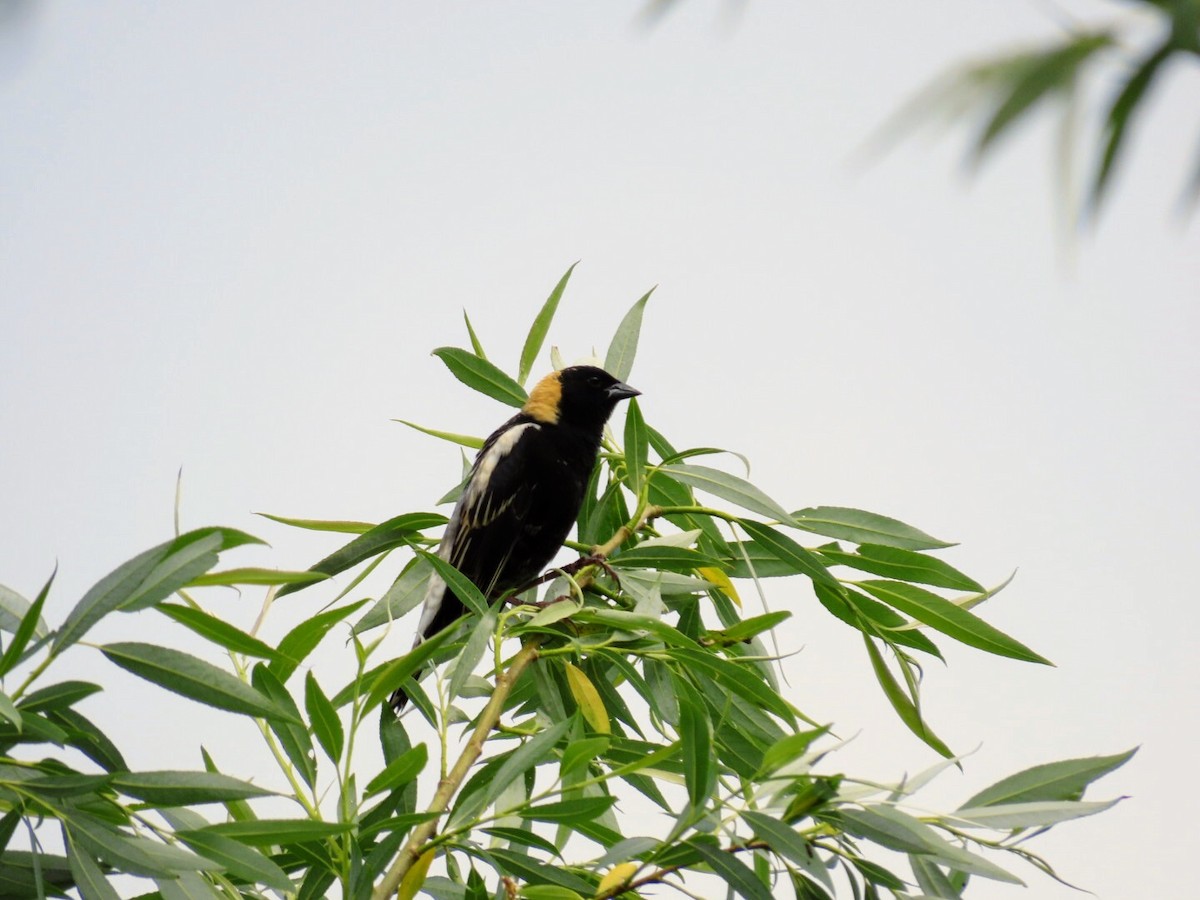 bobolink americký - ML620139932