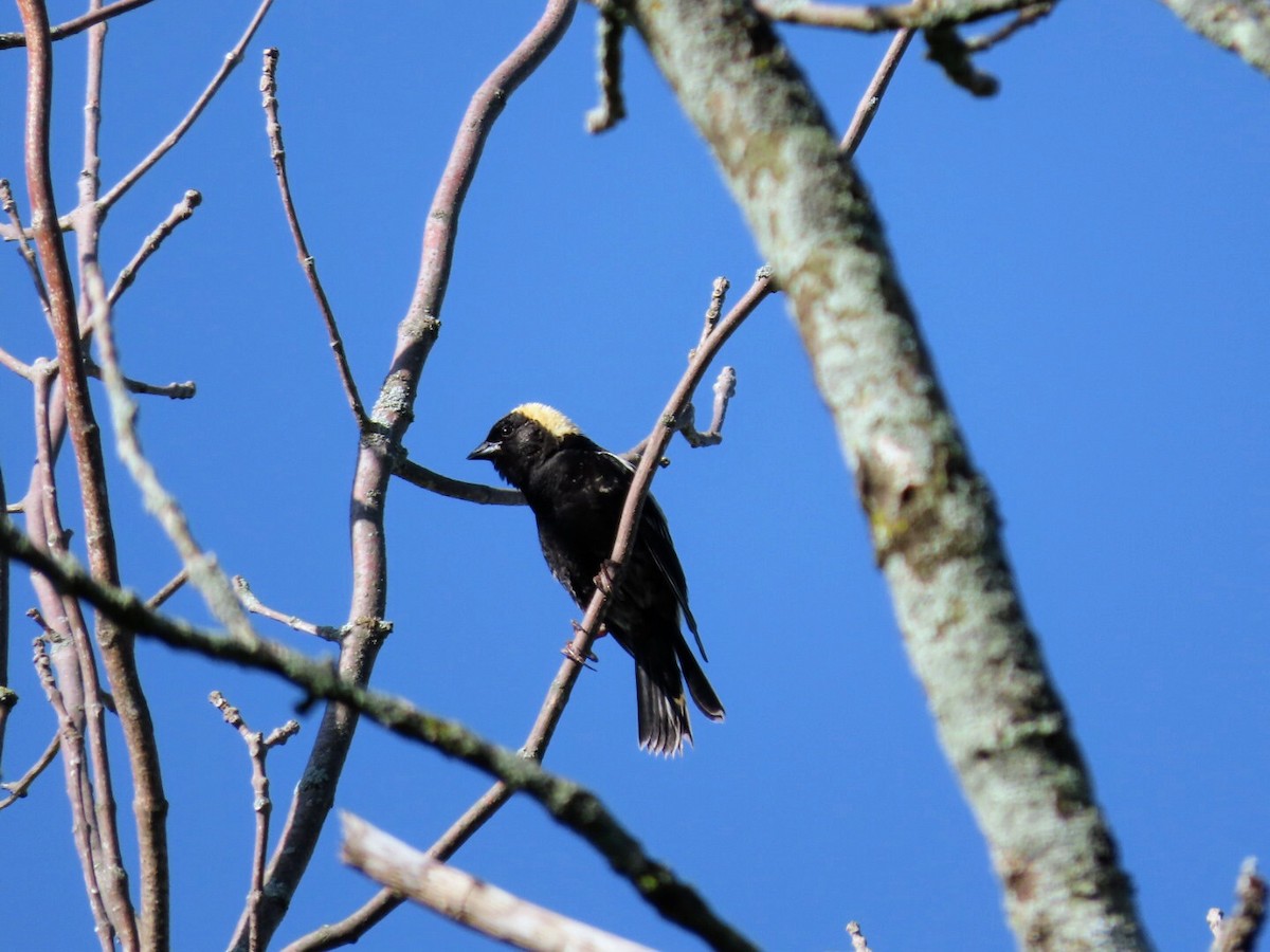 bobolink americký - ML620139934