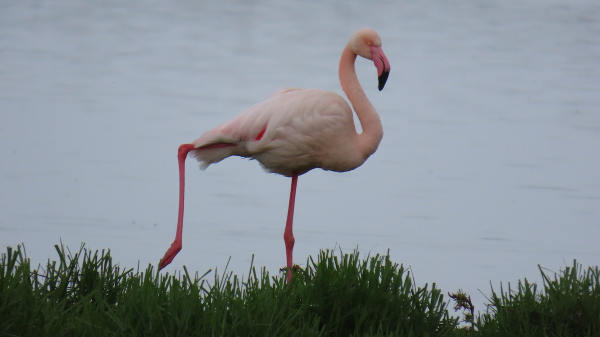 Greater Flamingo - ML620139946