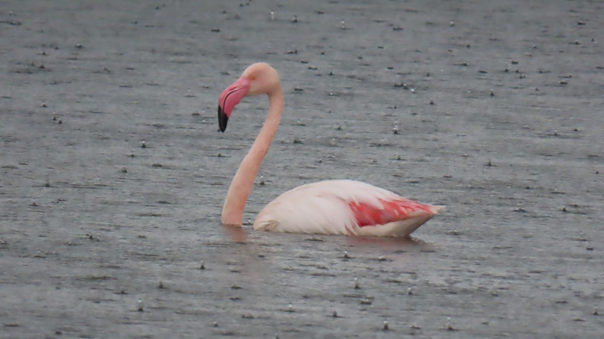 Greater Flamingo - ML620139948