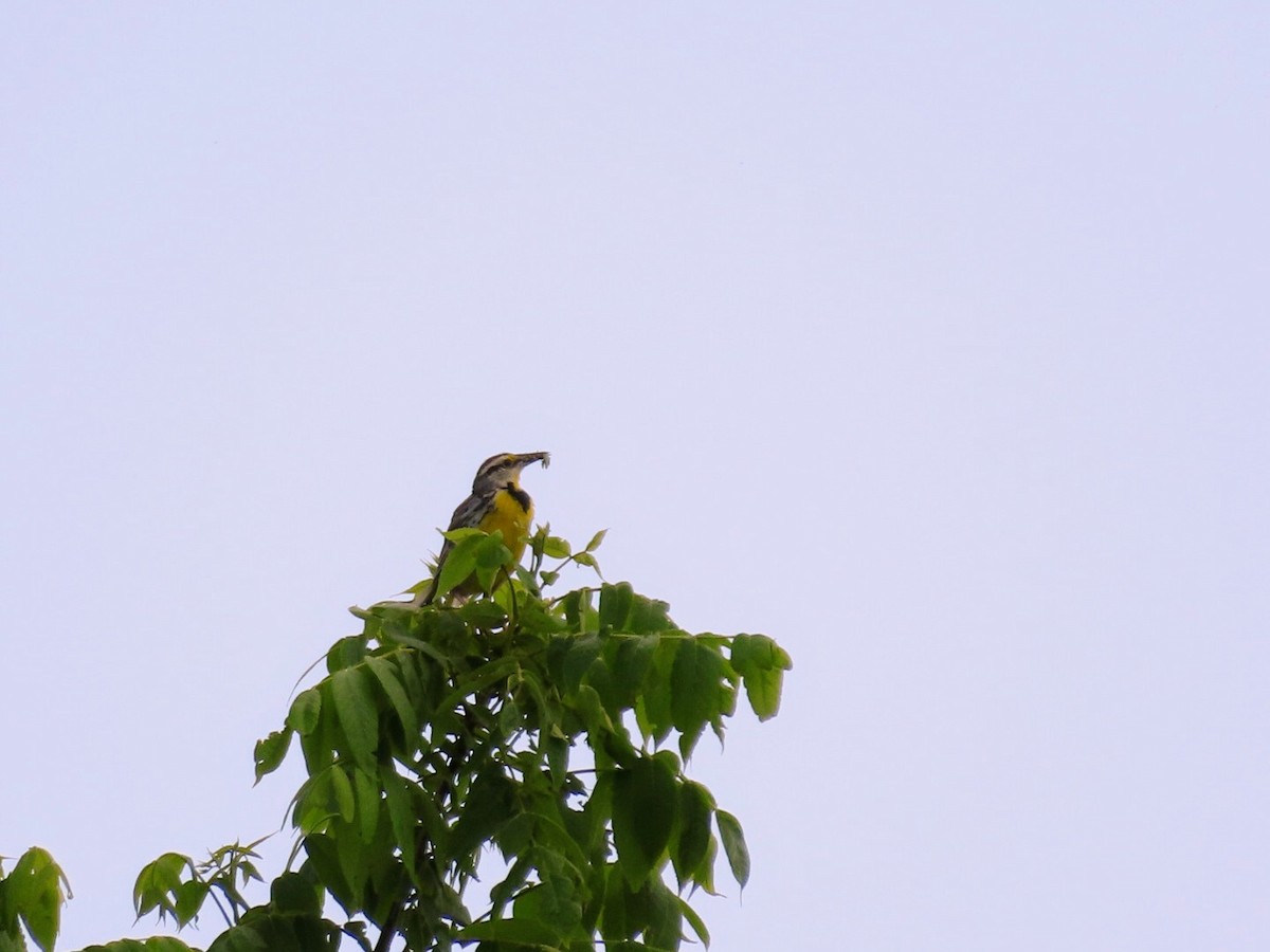 Eastern Meadowlark - ML620139956