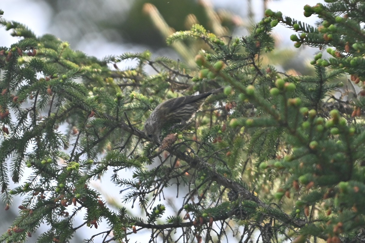 Red Crossbill - ML620139963