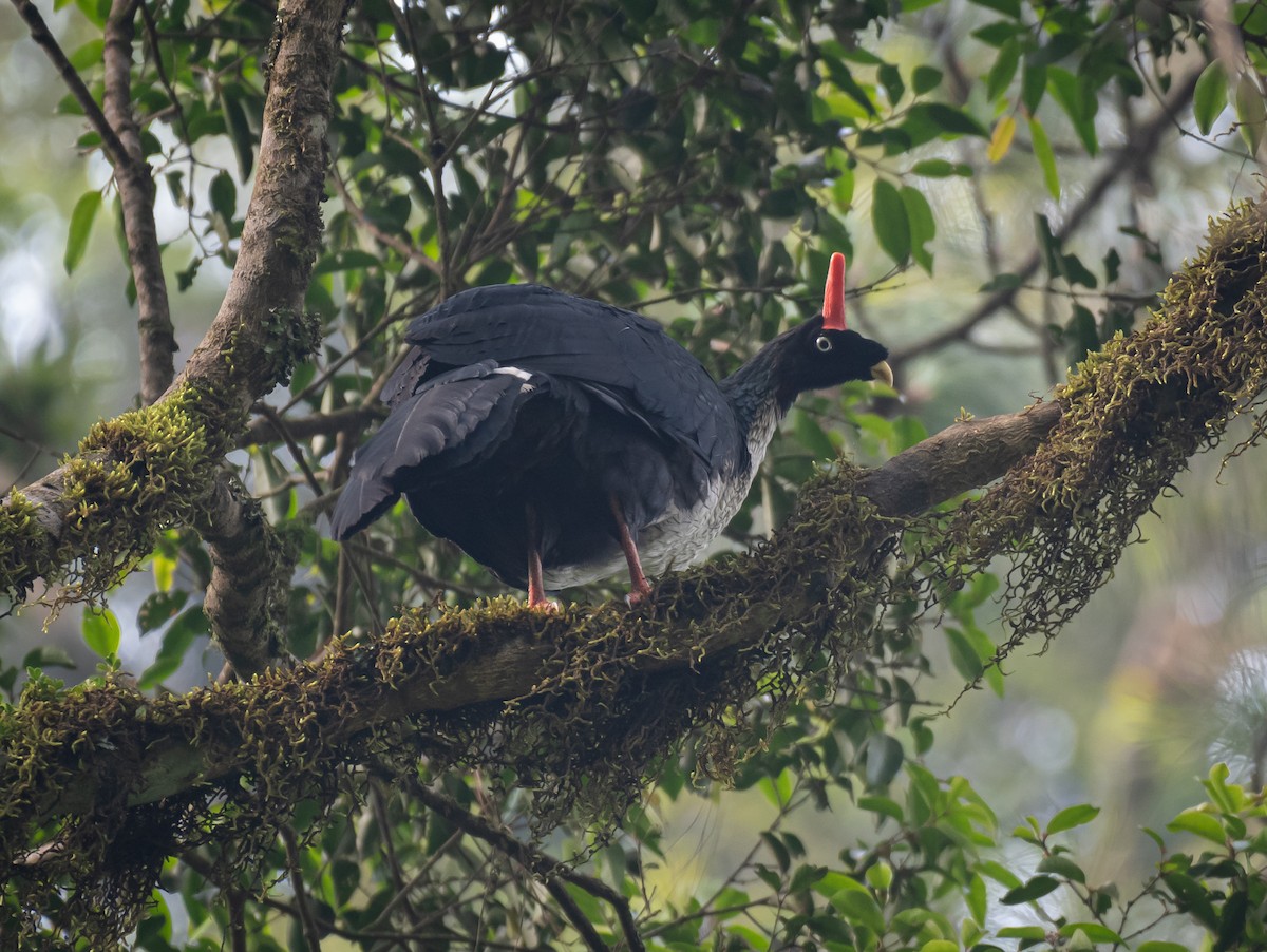 Horned Guan - ML620139968