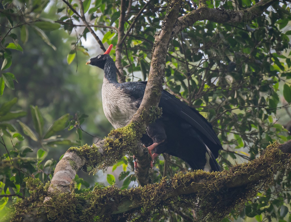 Horned Guan - ML620139969