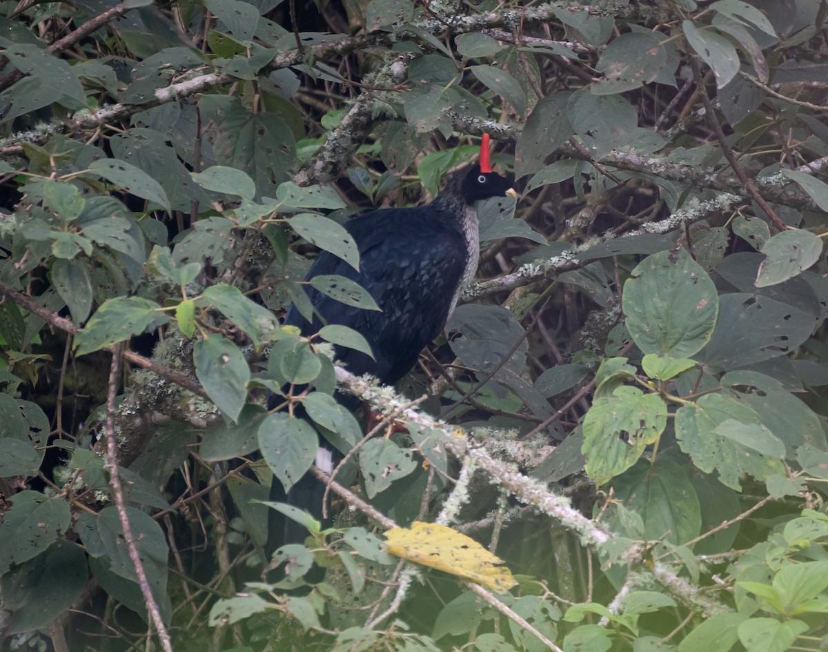 Horned Guan - ML620139971