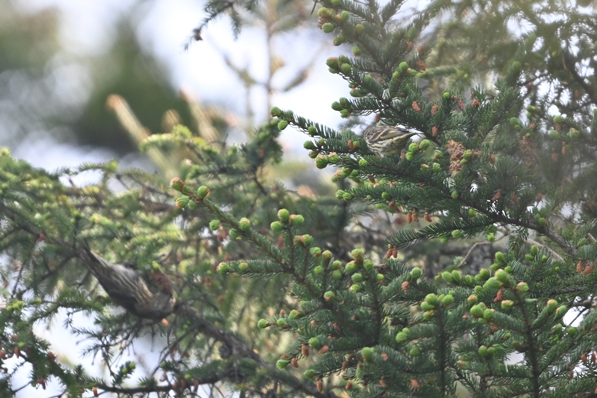 Pine Siskin - ML620139972