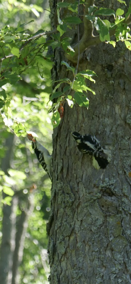 Downy Woodpecker - ML620139974