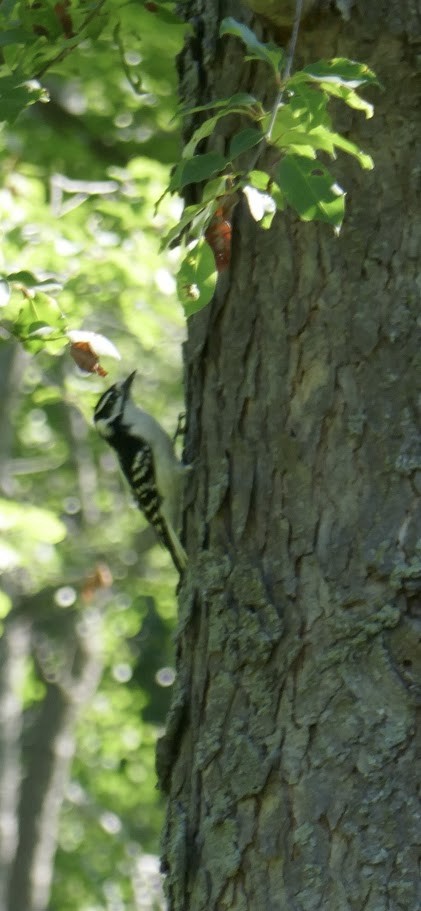 Downy Woodpecker - Elliott Norton-Bower