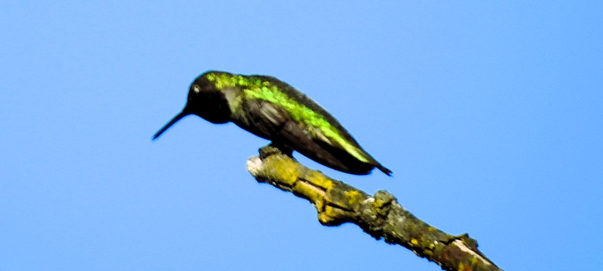 Anna's Hummingbird - ML620139981