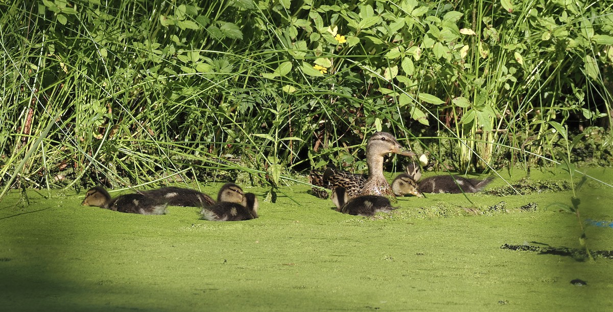 Mallard - ML620139983