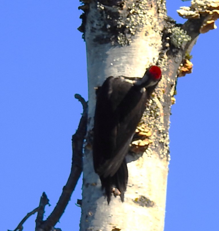 Pileated Woodpecker - ML620139997
