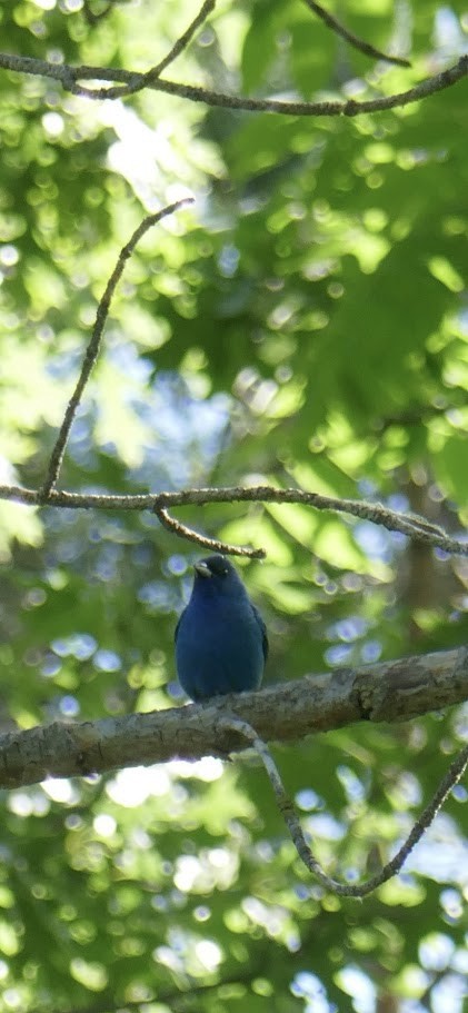 Passerin indigo - ML620139998