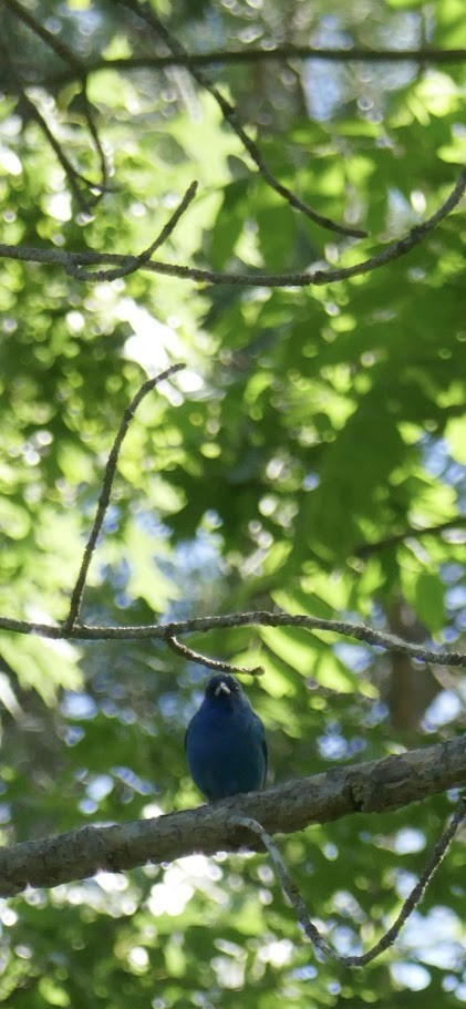 Indigo Bunting - ML620140000