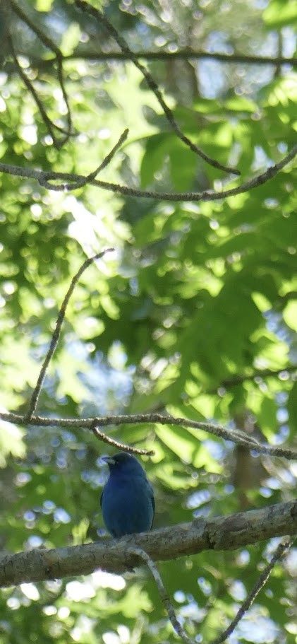 Indigo Bunting - ML620140005