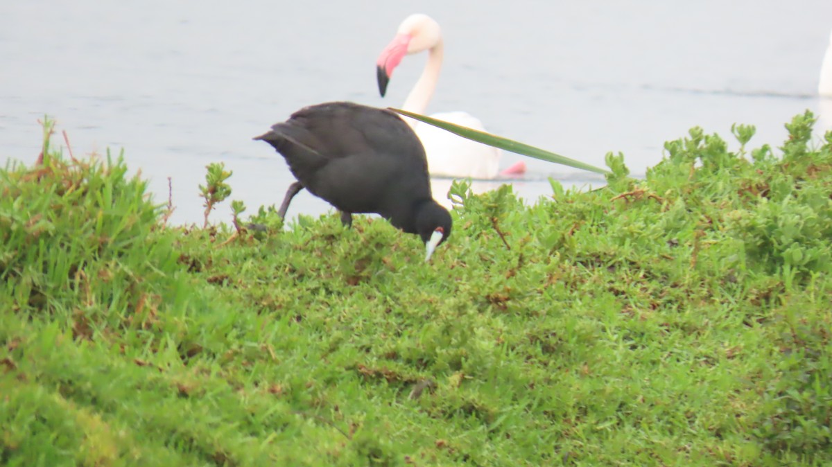 Red-knobbed Coot - ML620140007