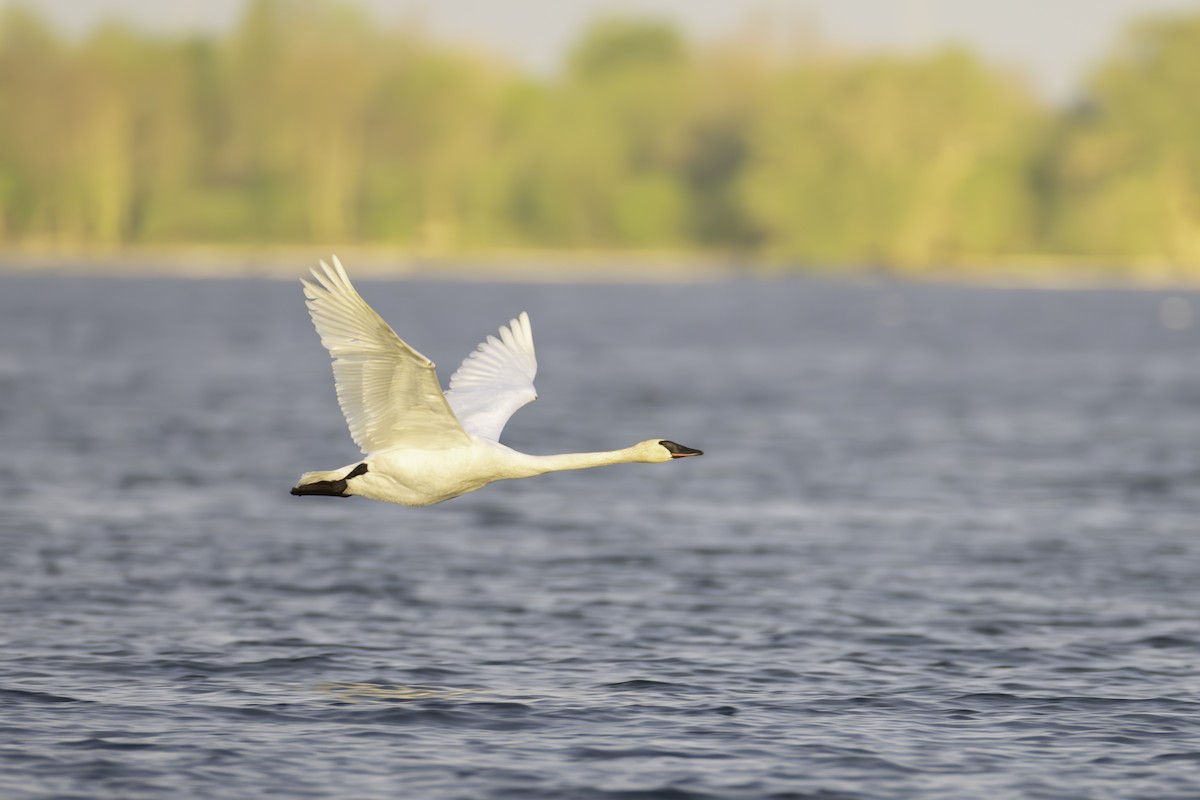 Trumpeter Swan - ML620140011