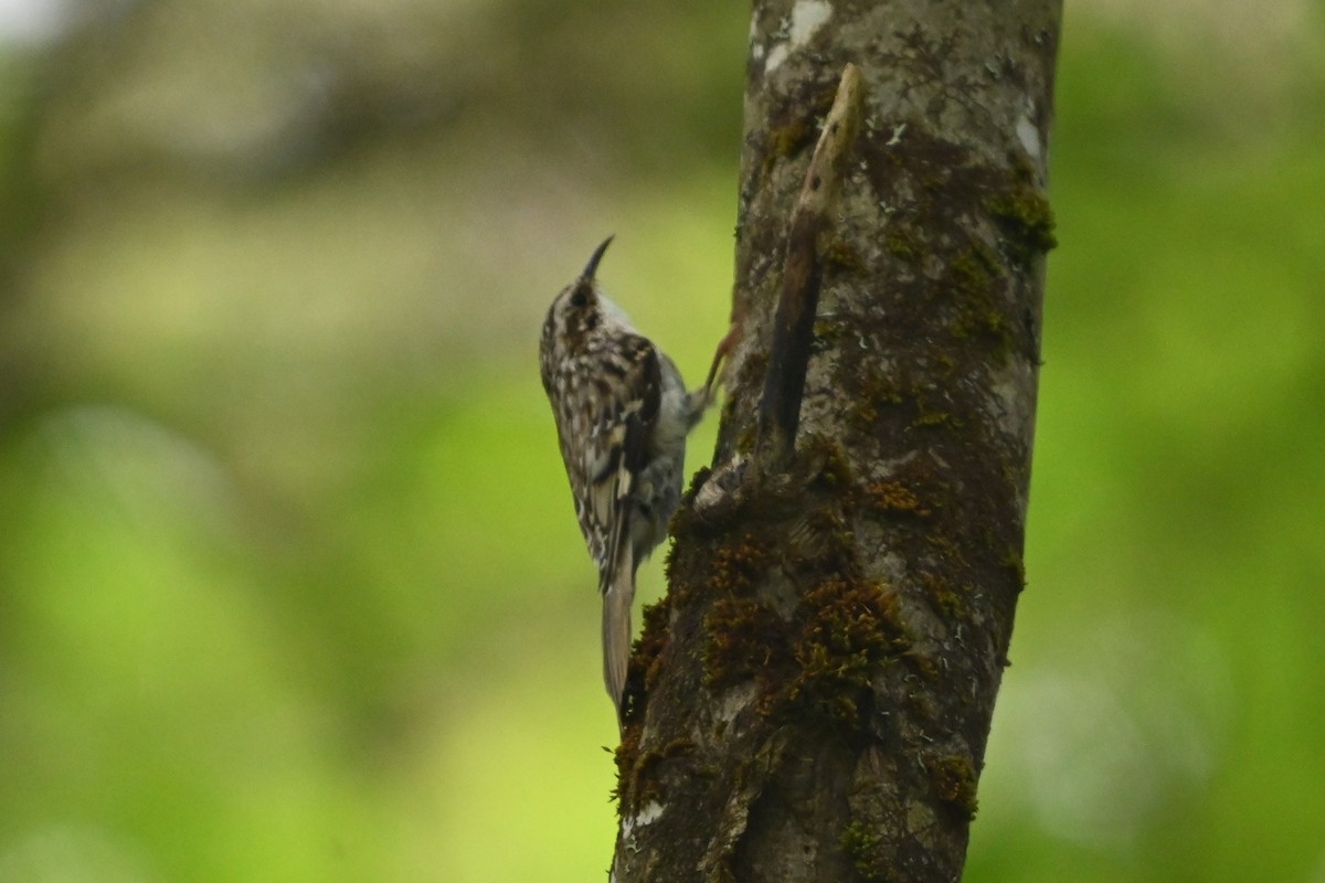 Brown Creeper - ML620140017