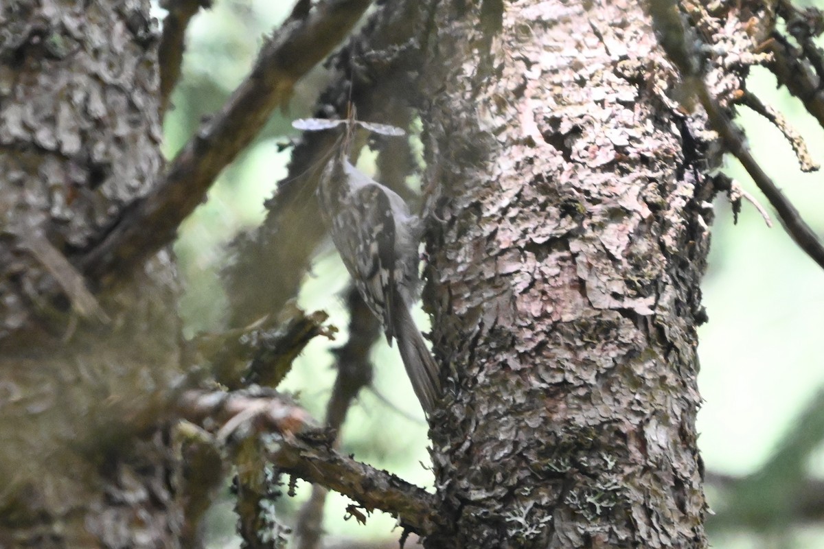 Brown Creeper - ML620140024