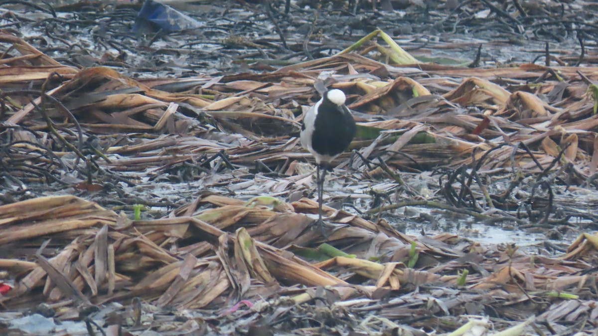 Blacksmith Lapwing - ML620140041