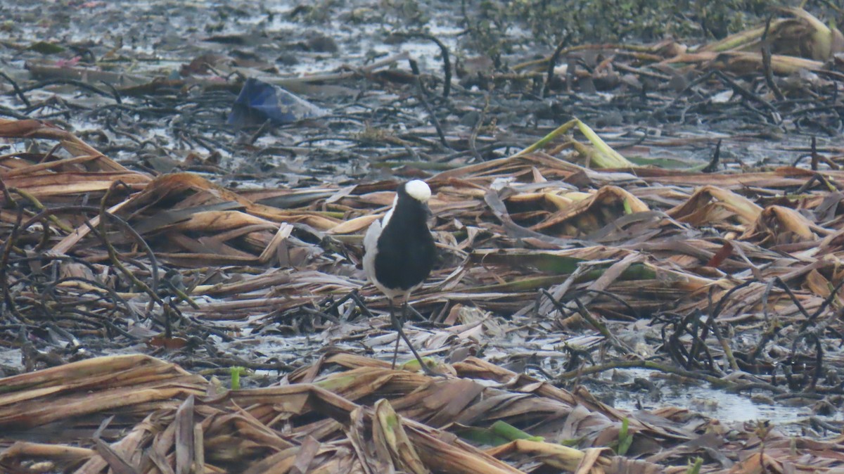 Blacksmith Lapwing - Ann Kovich