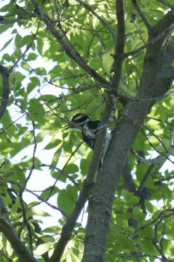 Hairy Woodpecker - ML620140044