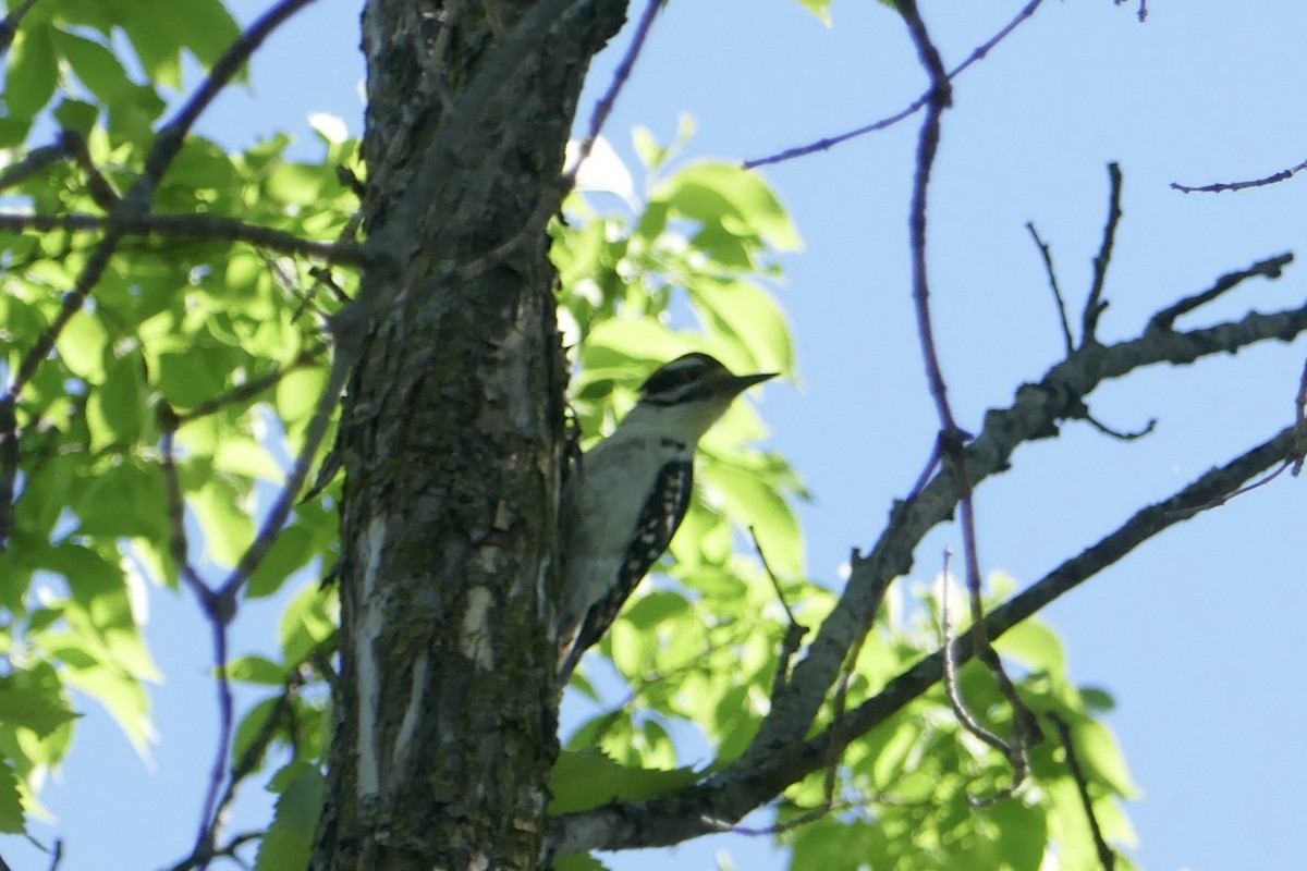 Hairy Woodpecker - ML620140047