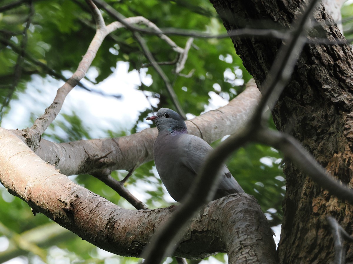 Stock Dove - ML620140048