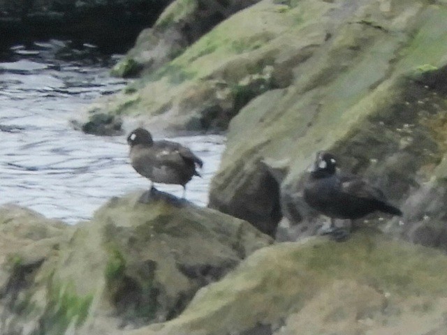 Harlequin Duck - ML620140058