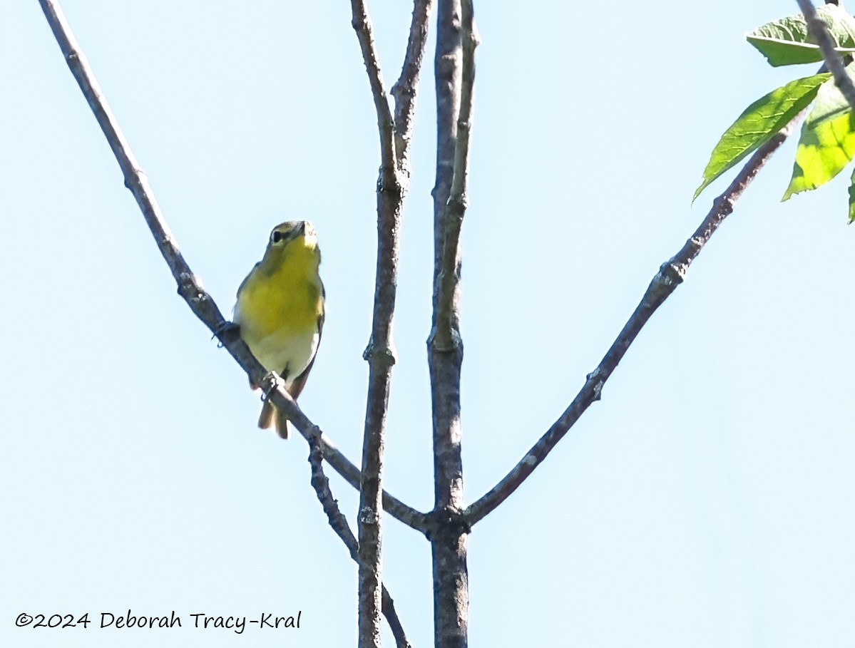 Yellow-throated Vireo - ML620140064