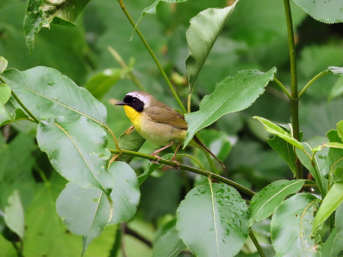 Common Yellowthroat - ML620140065