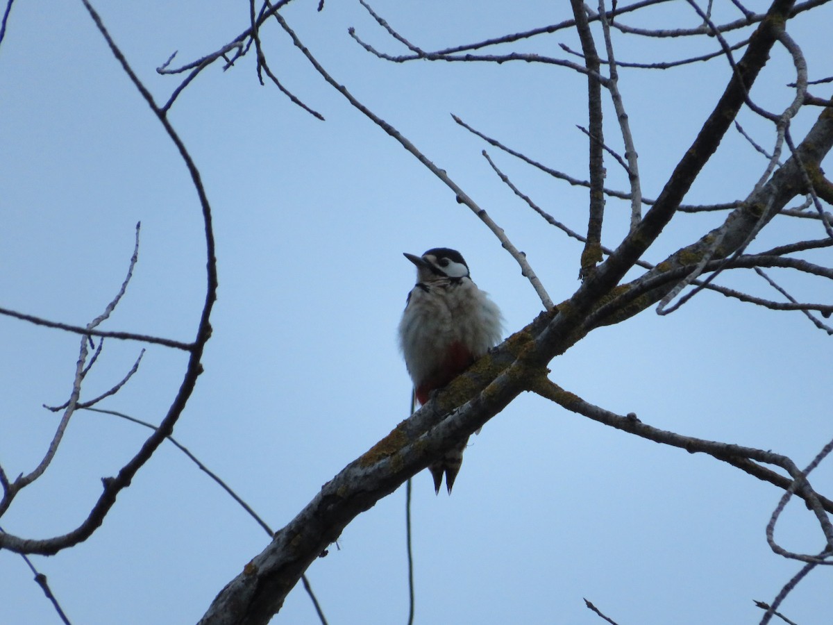 Great Spotted Woodpecker - ML620140068