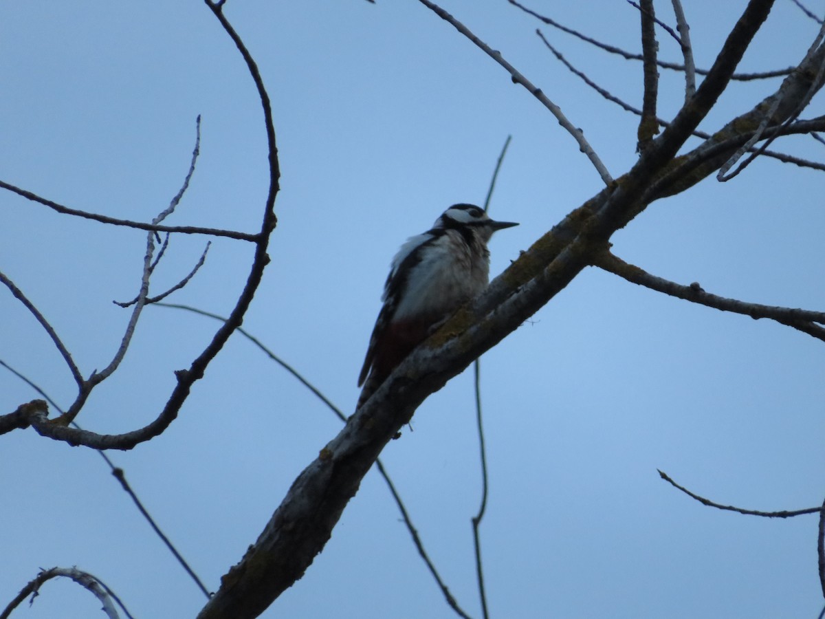 Great Spotted Woodpecker - ML620140069