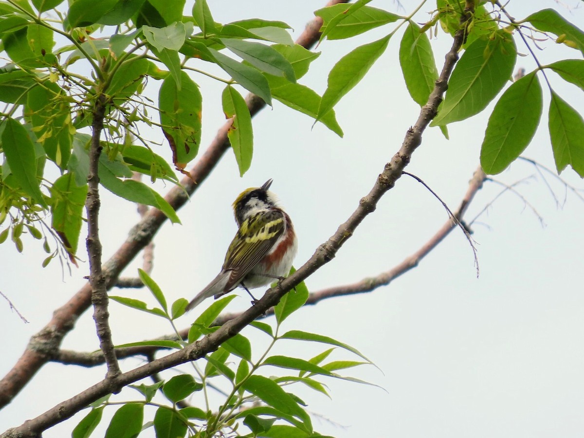 Chestnut-sided Warbler - ML620140078