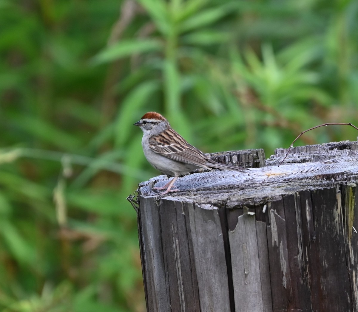 Chipping Sparrow - ML620140079