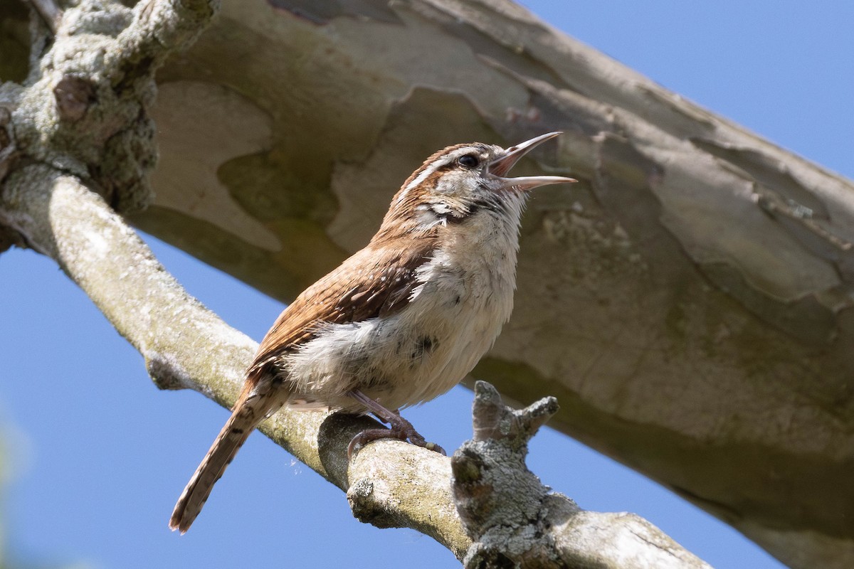 Carolina Wren - ML620140080