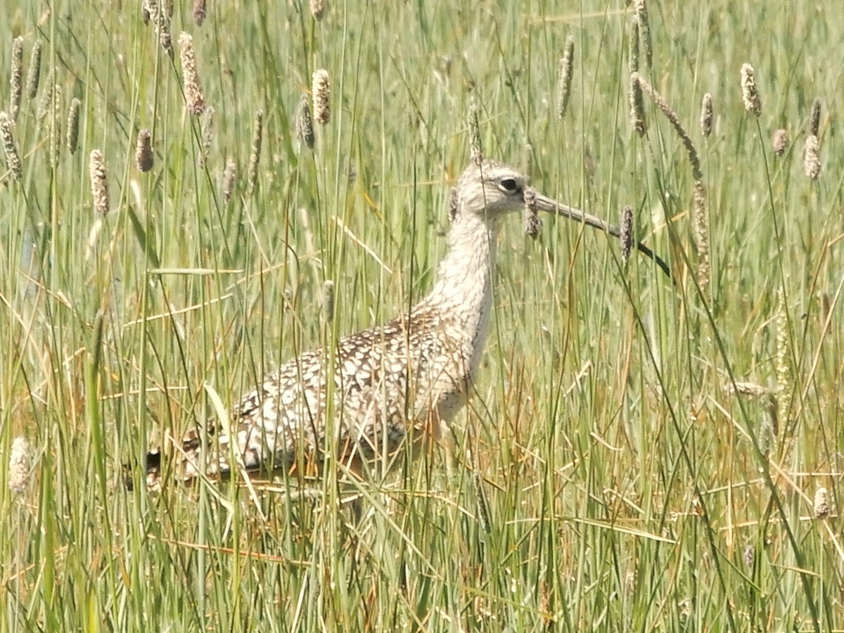 Long-billed Curlew - ML620140081