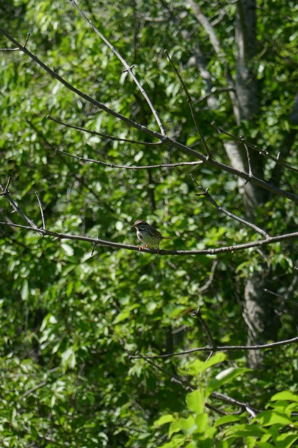 Song Sparrow - ML620140093