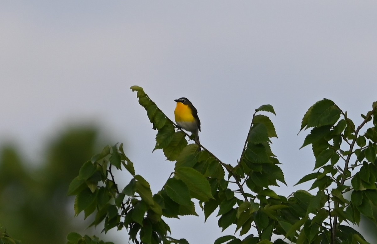 Yellow-breasted Chat - ML620140095