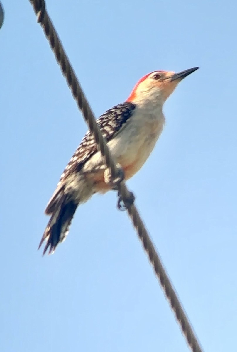 Red-bellied Woodpecker - ML620140099