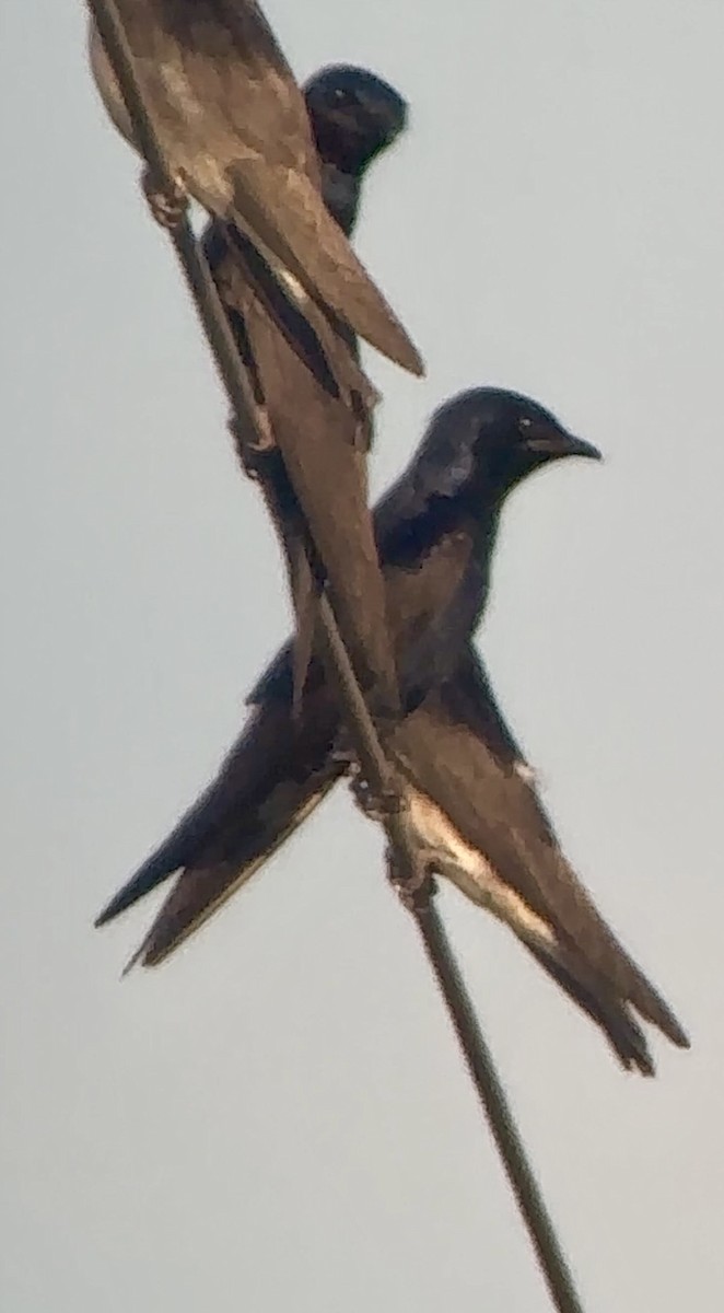 Purple Martin - ML620140125