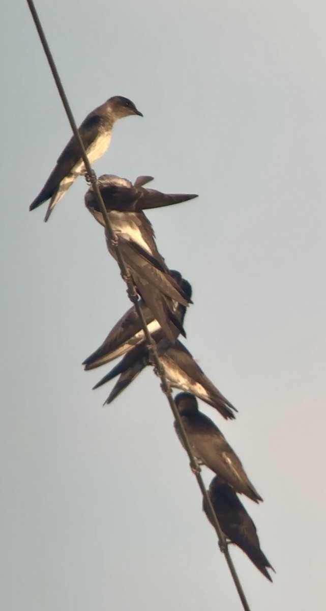 Purple Martin - ML620140126