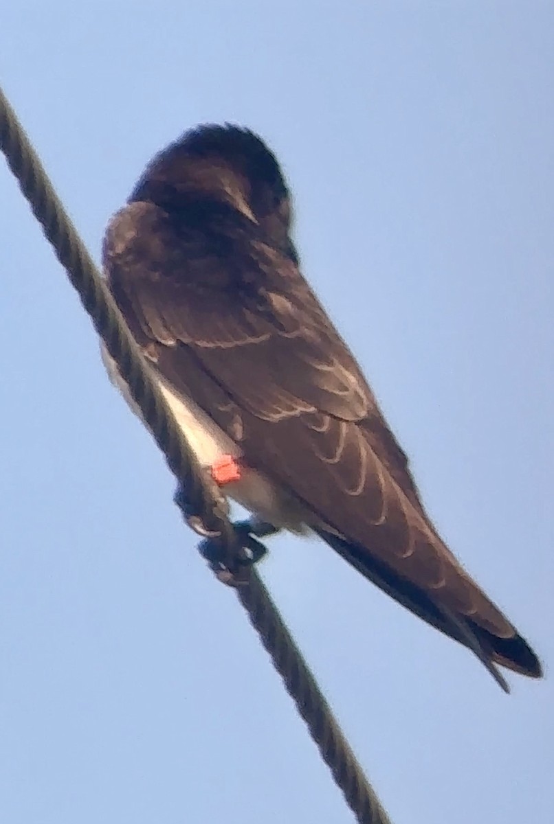 Purple Martin - ML620140128