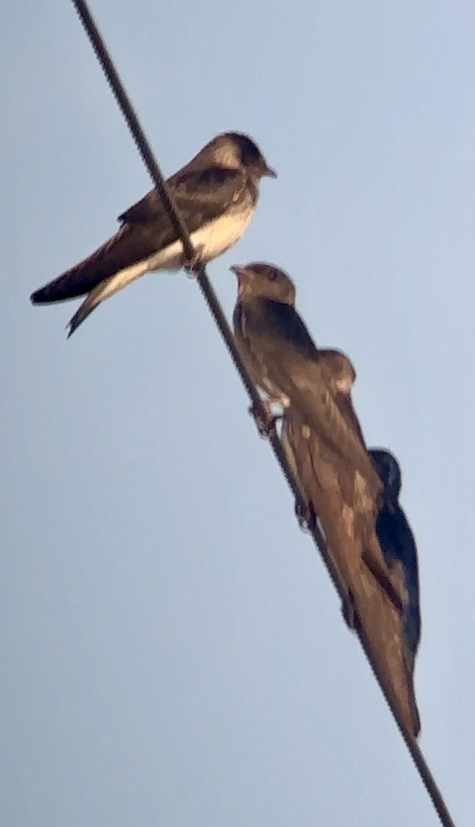 Purple Martin - ML620140131