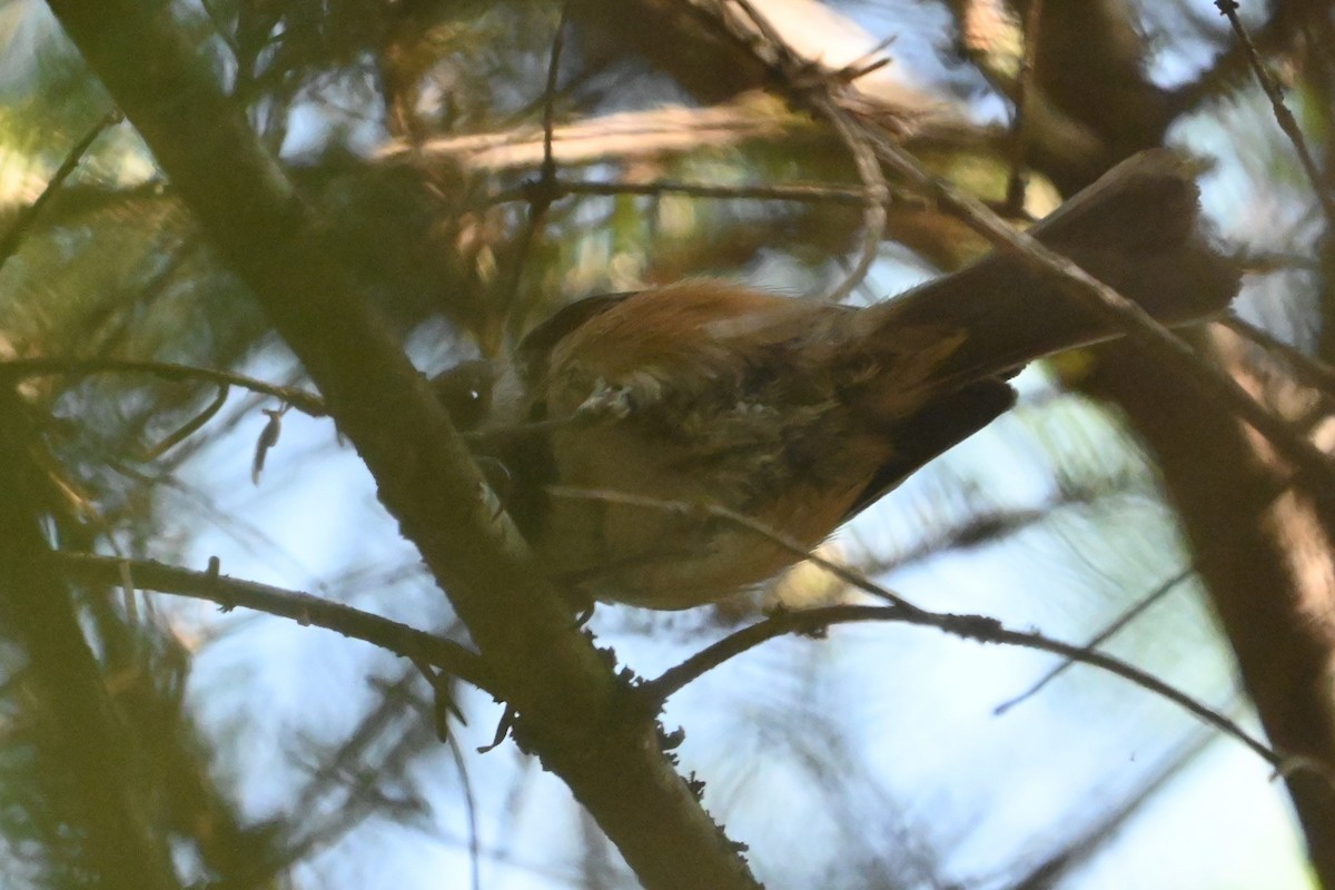 Boreal Chickadee - ML620140135