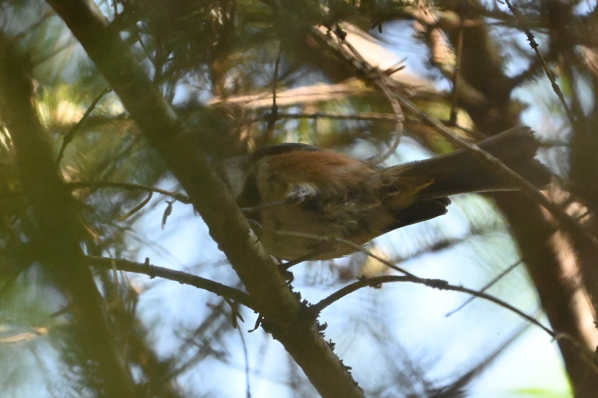 Mésange à tête brune - ML620140136