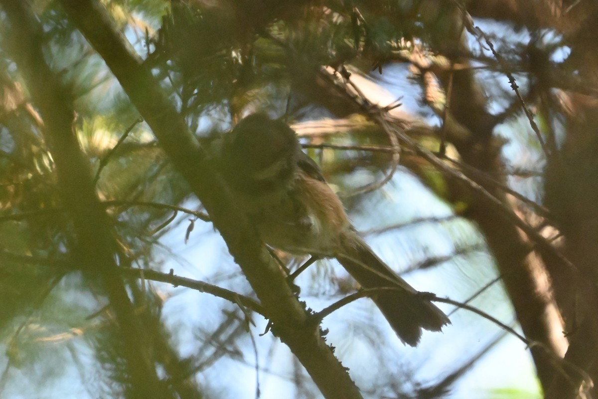 Mésange à tête brune - ML620140138